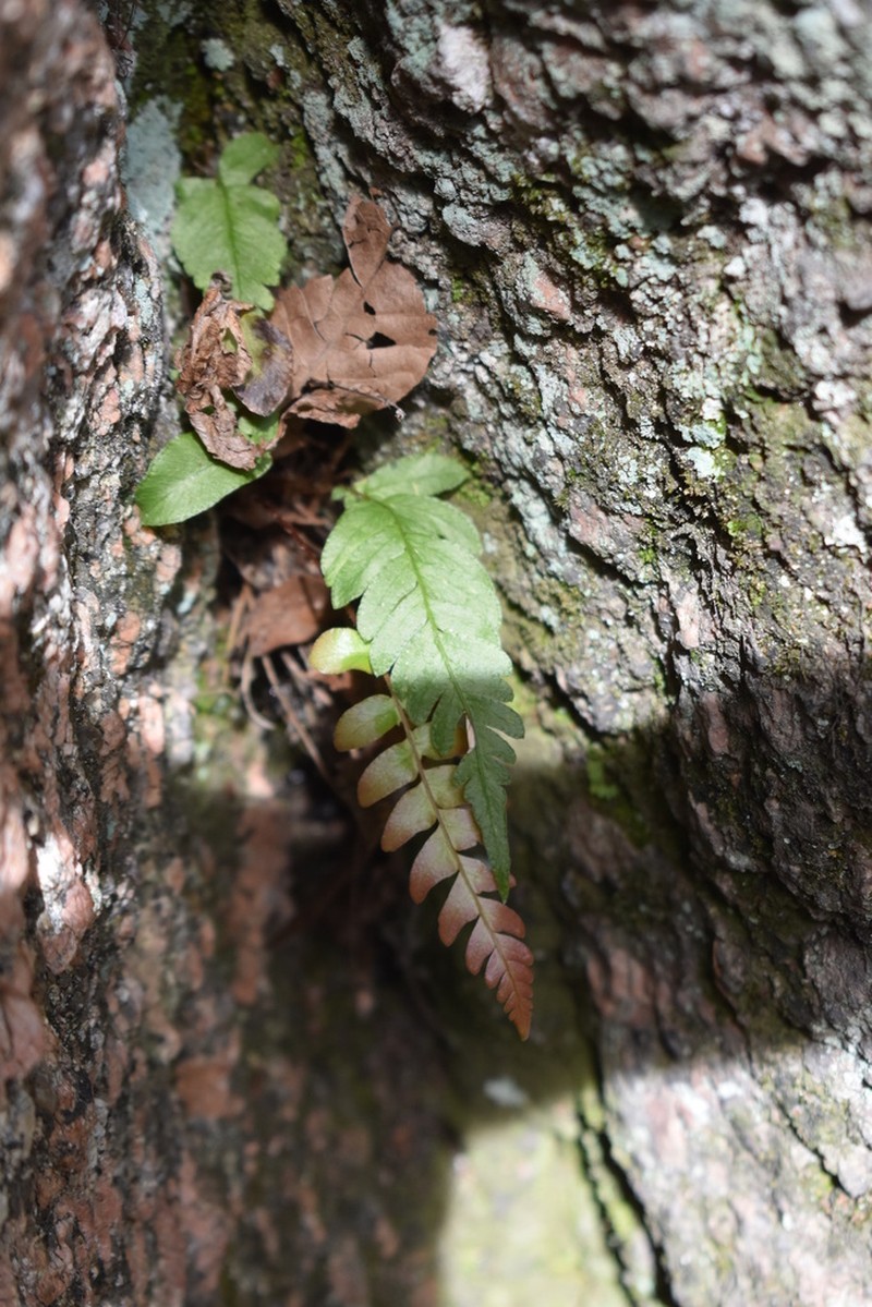 Palm Fern photo 4