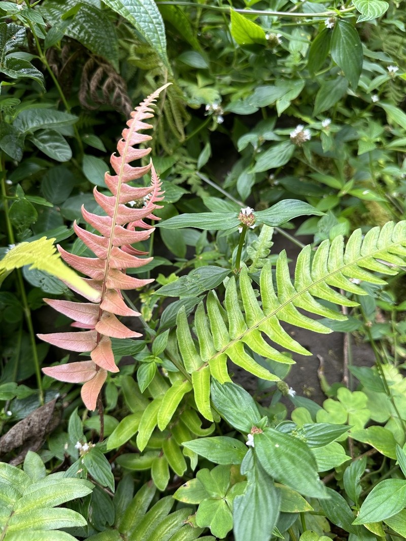 Palm Fern photo 5