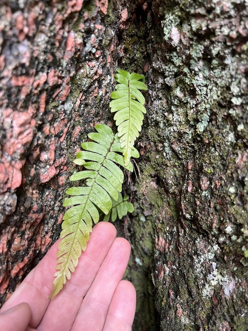Palm Fern photo 6