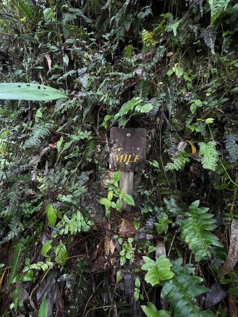 Palm Fern photo 7