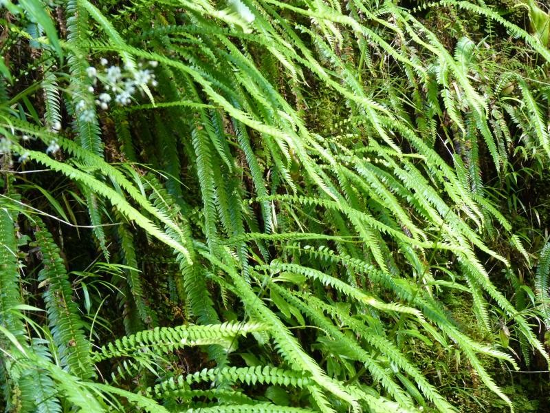 Blechnum arcuatum