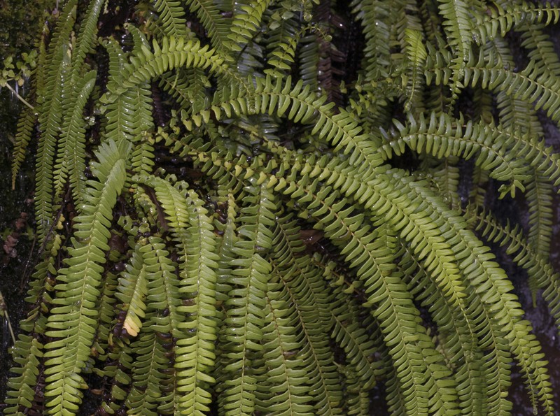 Blechnum arcuatum photo 2