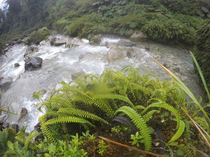 Blechnum arcuatum photo 3