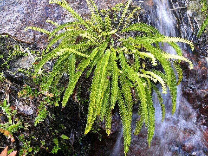Blechnum arcuatum photo 4