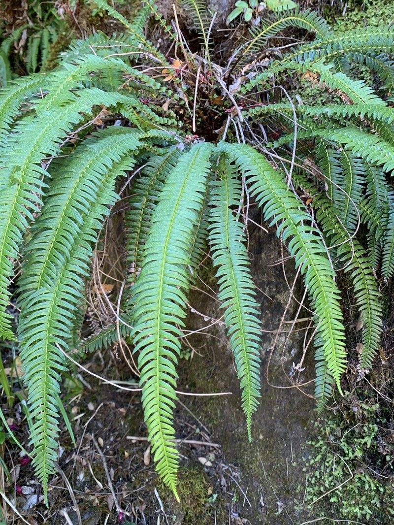 Blechnum arcuatum photo 5