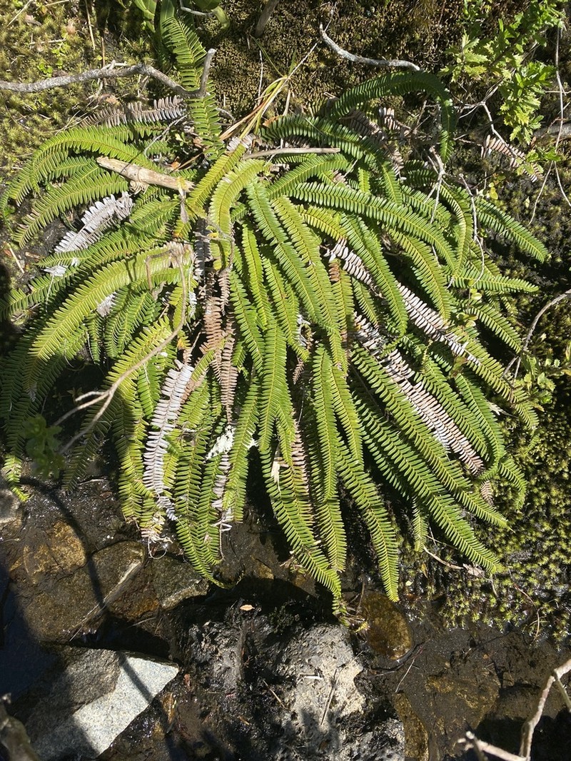 Blechnum arcuatum photo 6