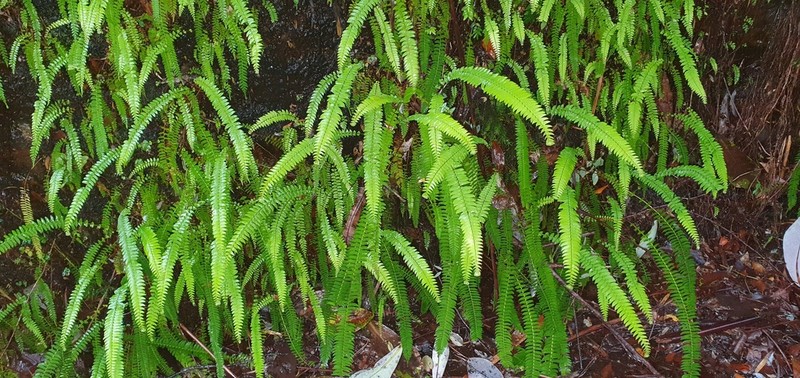Blechnum arcuatum photo 7