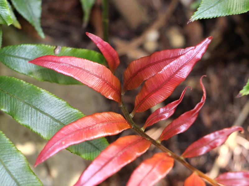 Blechnum articulatum