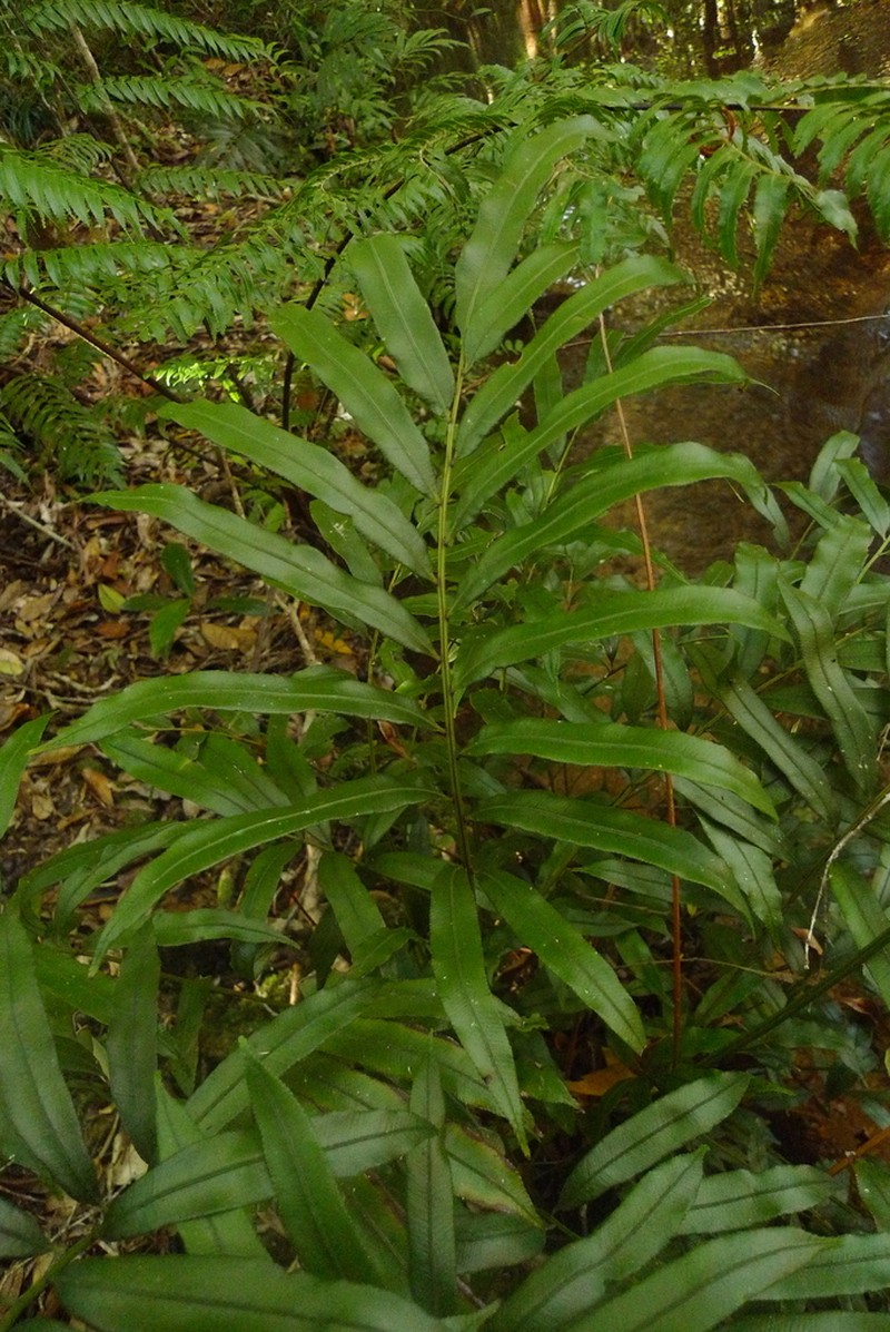 Blechnum articulatum photo 2