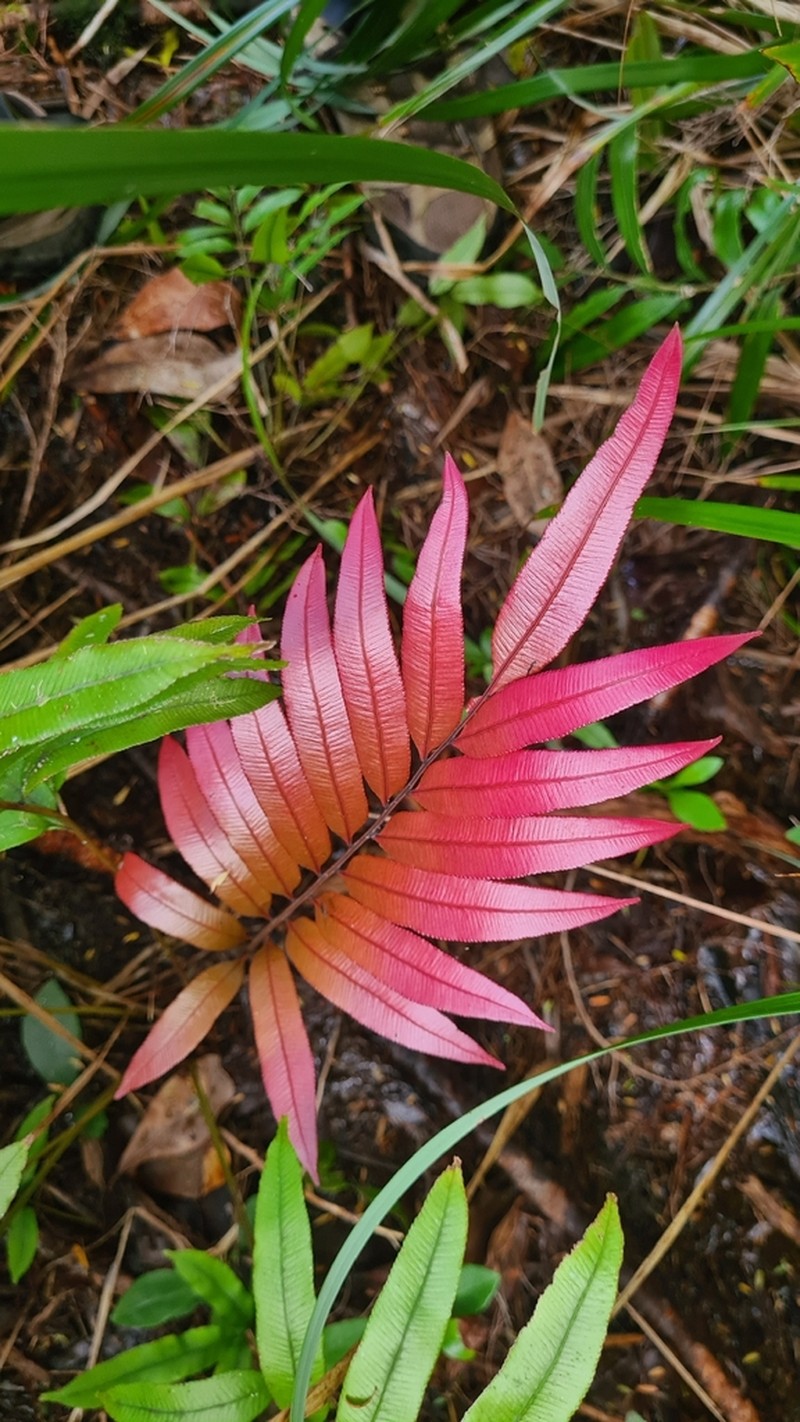 Blechnum articulatum photo 3