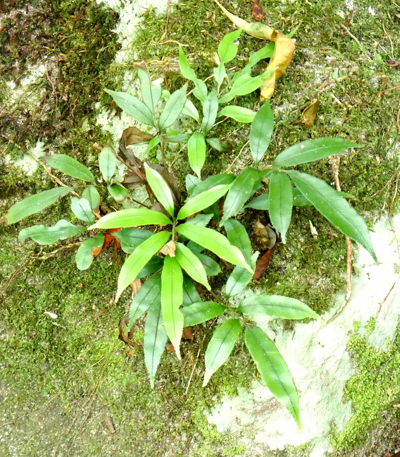 Blechnum articulatum photo 4