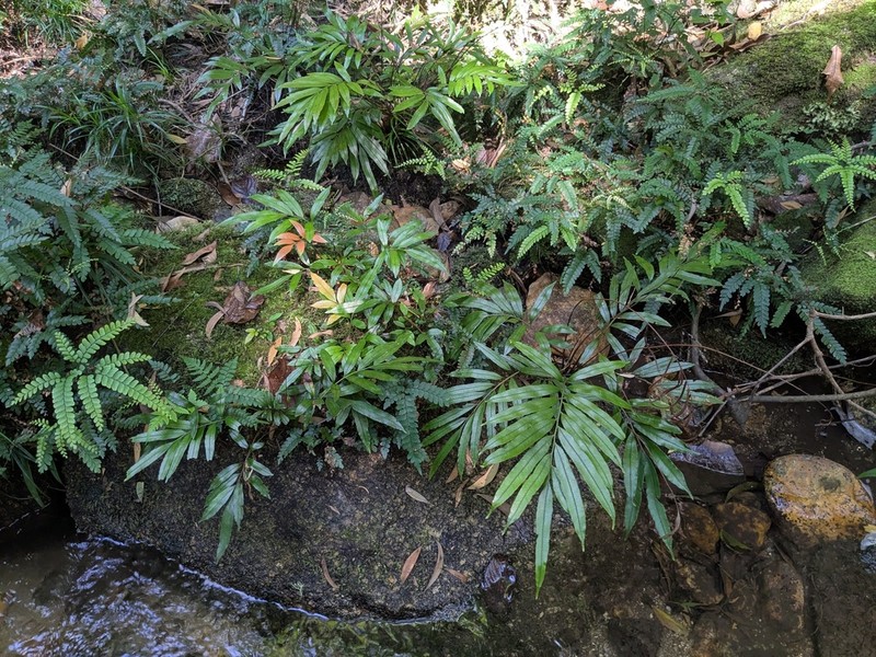 Blechnum articulatum photo 5