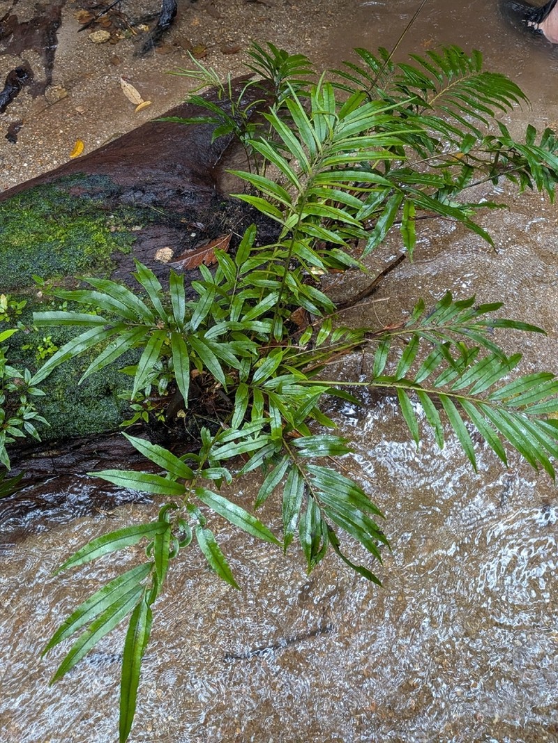 Blechnum articulatum photo 6