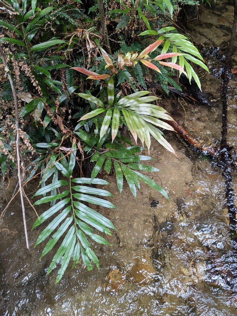 Blechnum articulatum photo 7