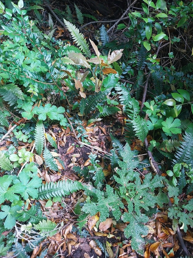 Blechnum asperum photo 2