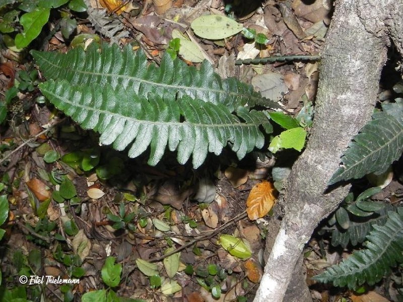 Blechnum asperum photo 3