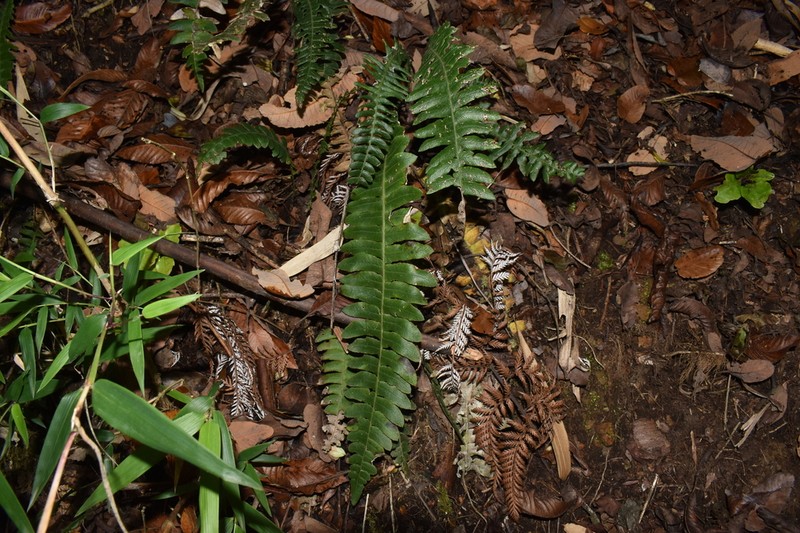 Blechnum asperum photo 4