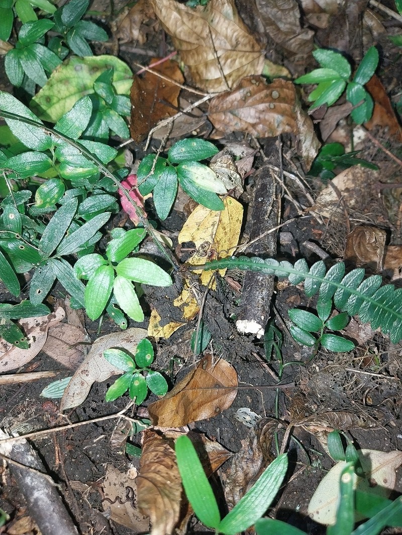 Blechnum asperum photo 5