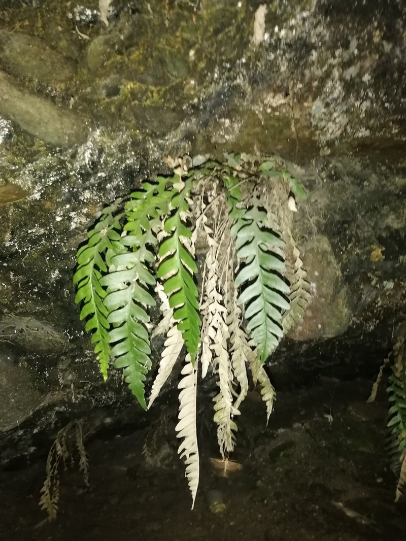 Blechnum asperum photo 6