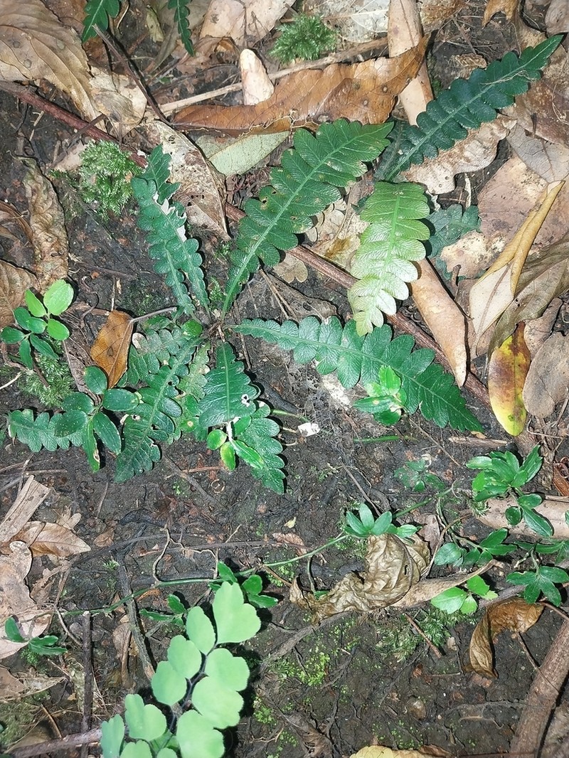 Blechnum asperum photo 7