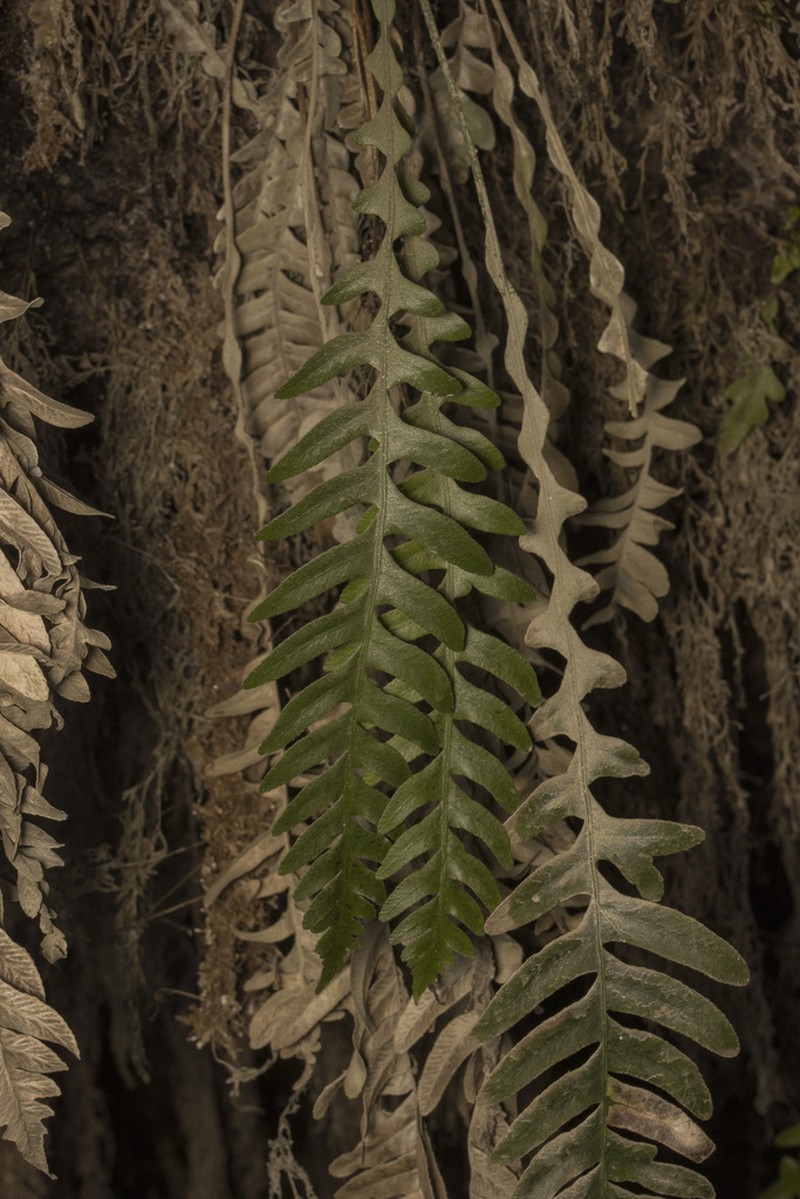 Blechnum asperum photo 8