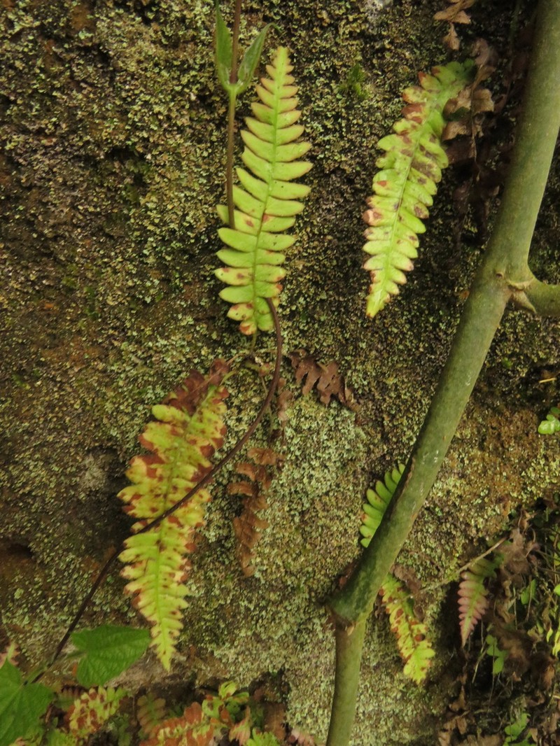 Blechnum asplenioides