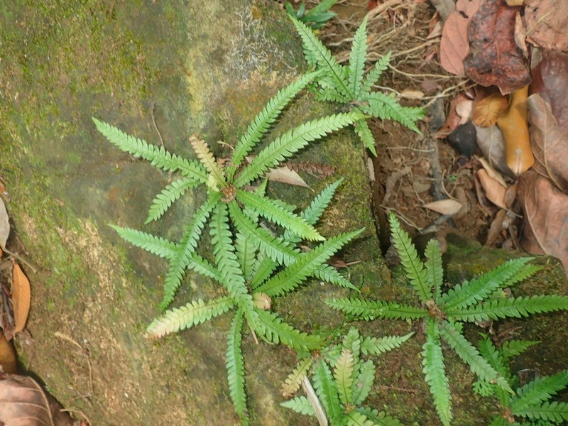 Blechnum asplenioides photo 2