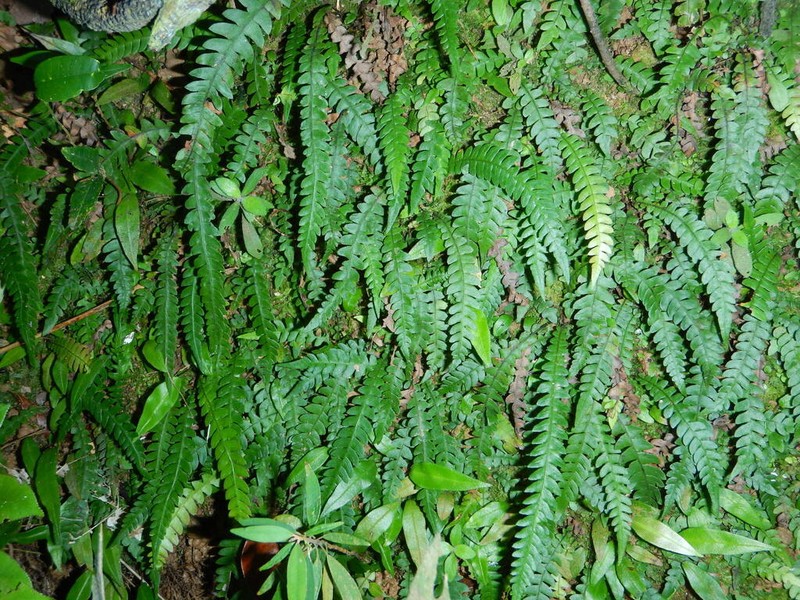 Blechnum asplenioides photo 3