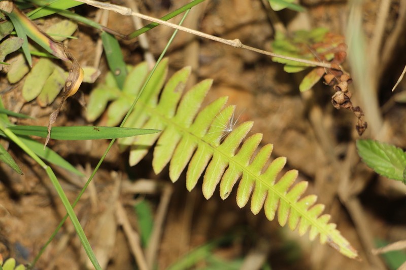 Blechnum asplenioides photo 4