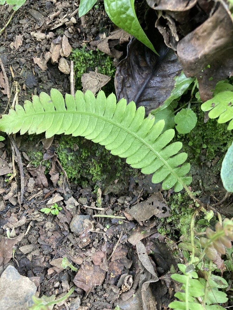 Blechnum asplenioides photo 5