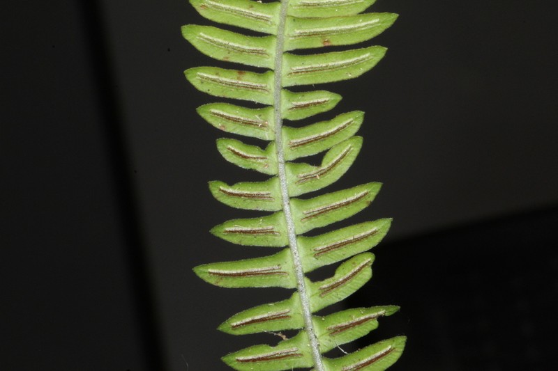 Blechnum asplenioides photo 6