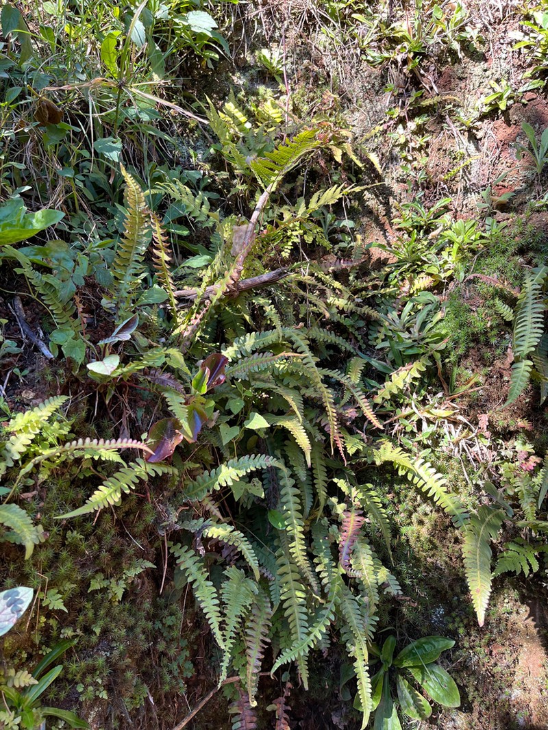 Blechnum asplenioides photo 7