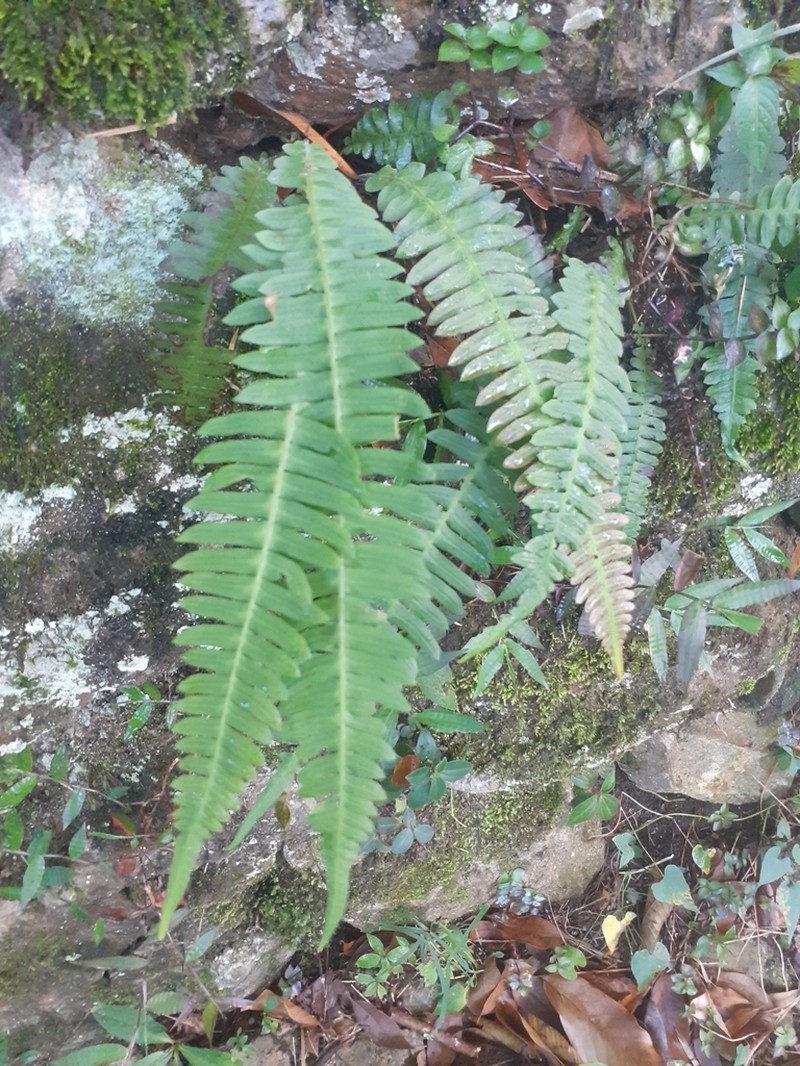 Blechnum asplenioides photo 8