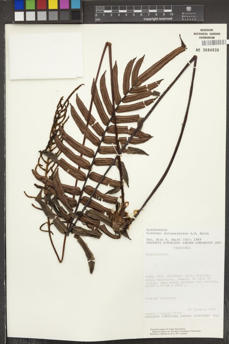 Blechnum atropurpureum photo 2