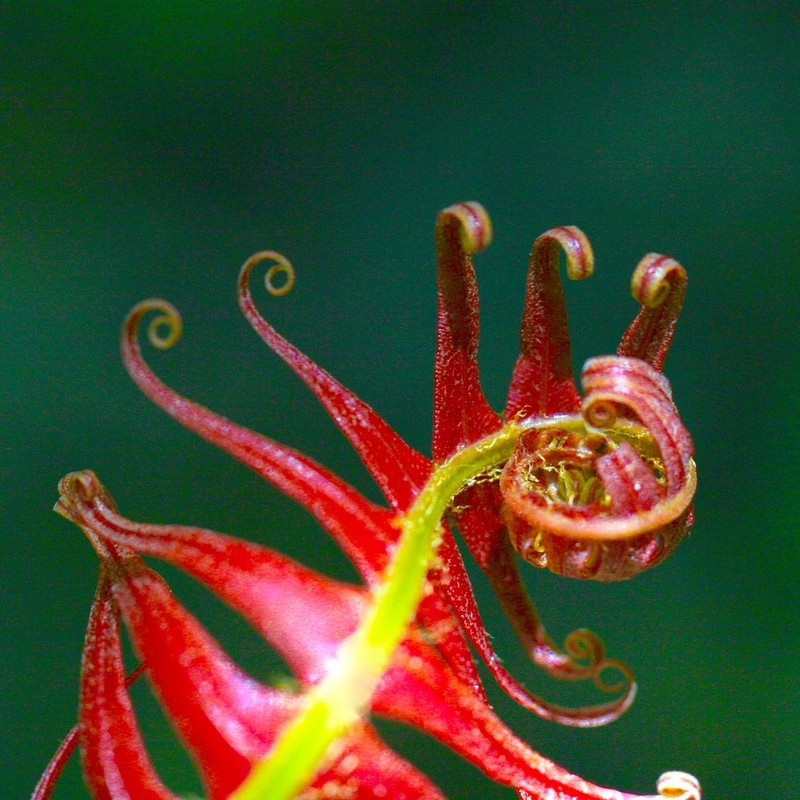 Blechnum attenuatum