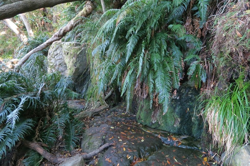 Blechnum attenuatum photo 2