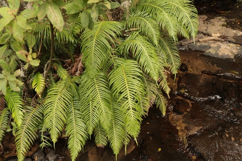 Blechnum attenuatum photo 3