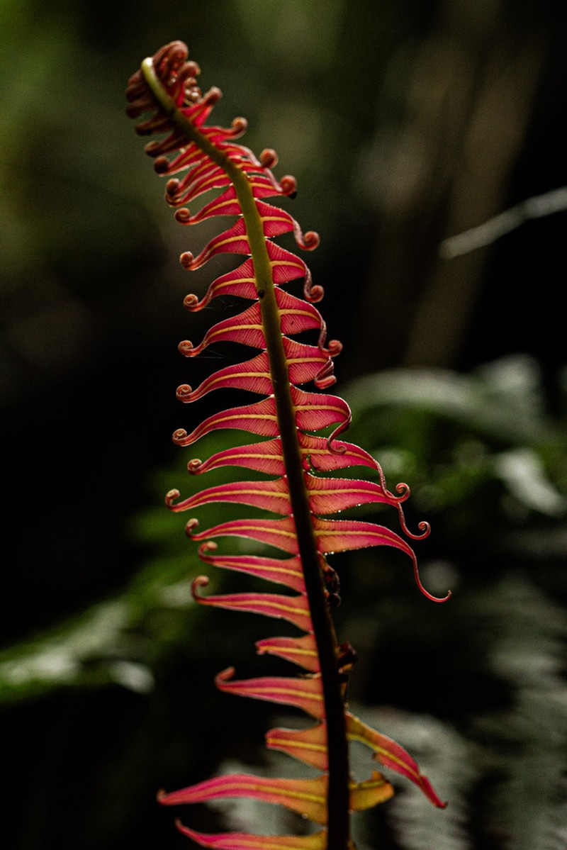 Blechnum attenuatum photo 4