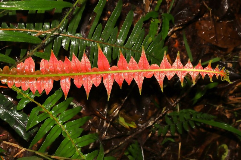 Blechnum attenuatum photo 5