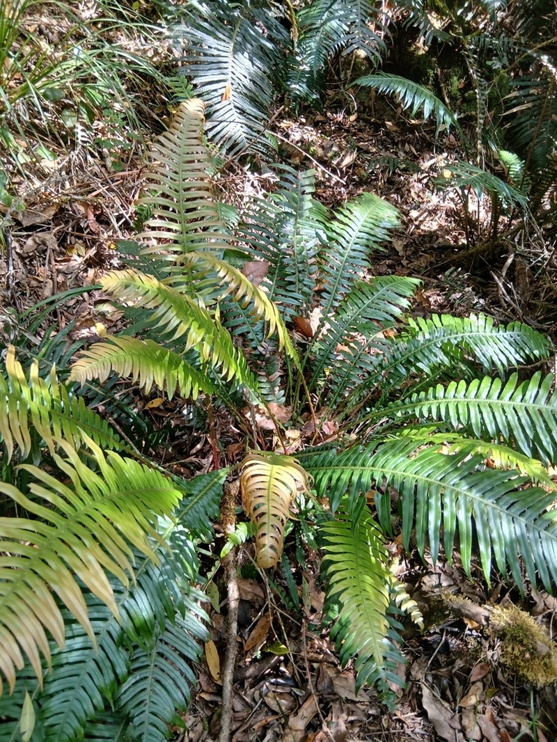 Blechnum attenuatum photo 6