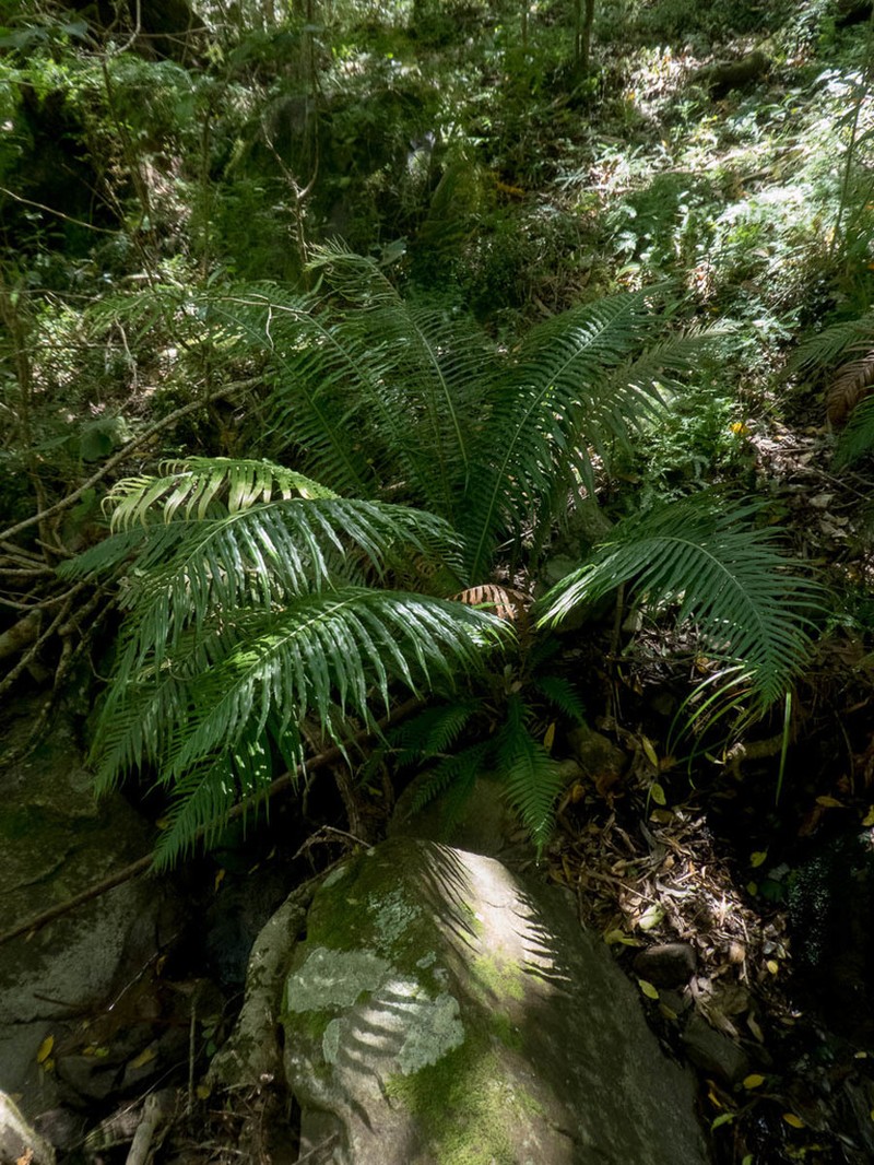 Blechnum attenuatum photo 7