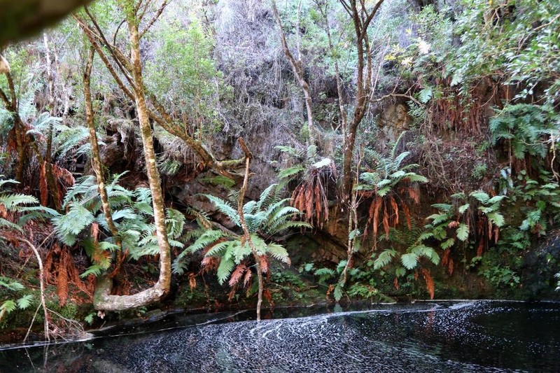 Blechnum attenuatum photo 8