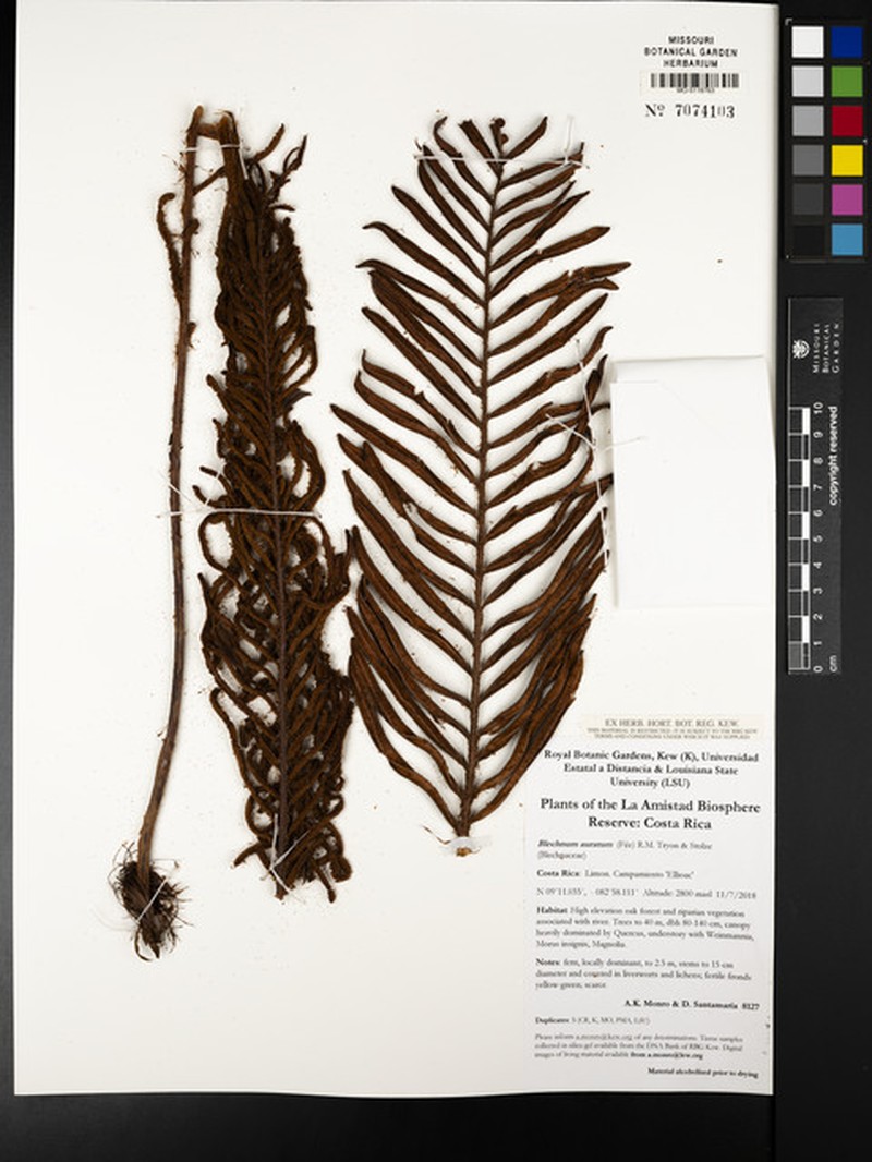 Blechnum auratum photo 2