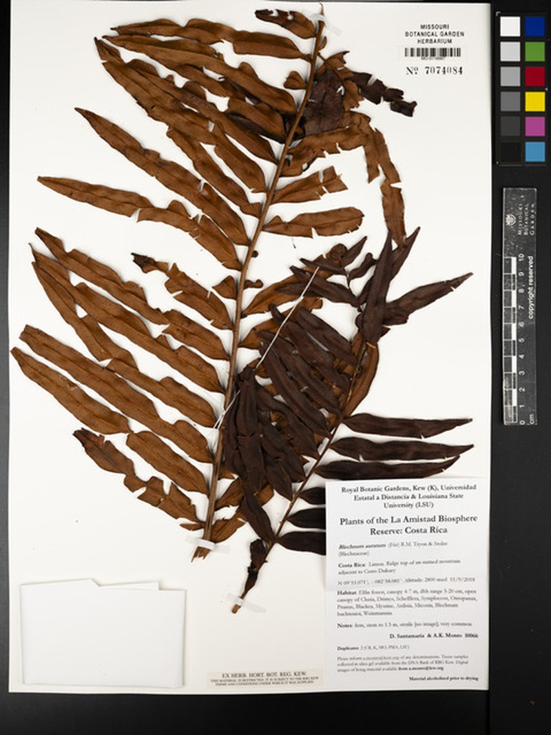 Blechnum auratum photo 3