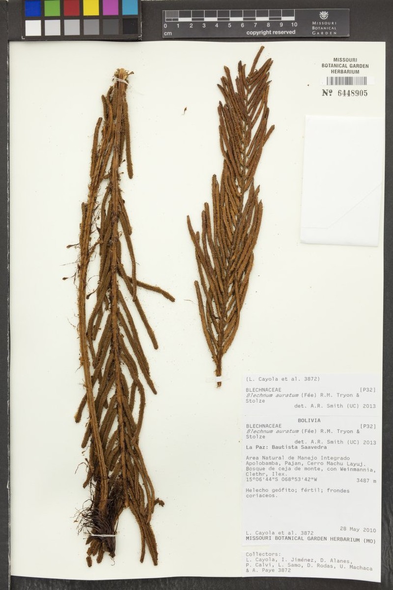 Blechnum auratum photo 4