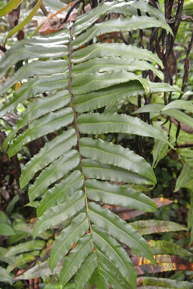Blechnum auratum