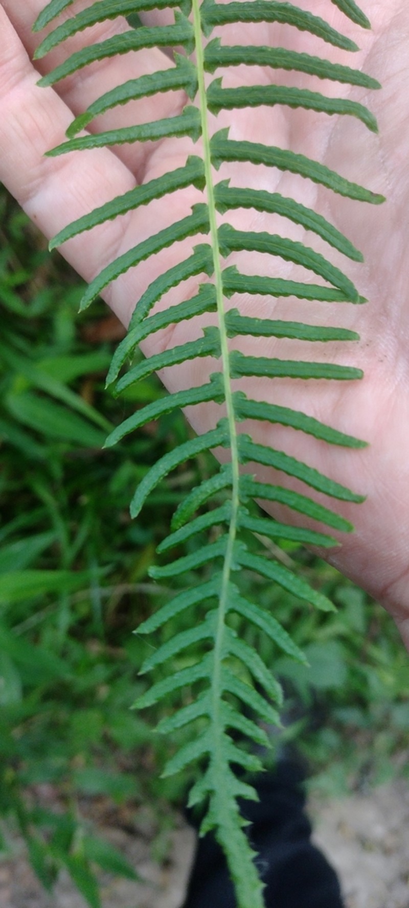 Blechnum auriculatum