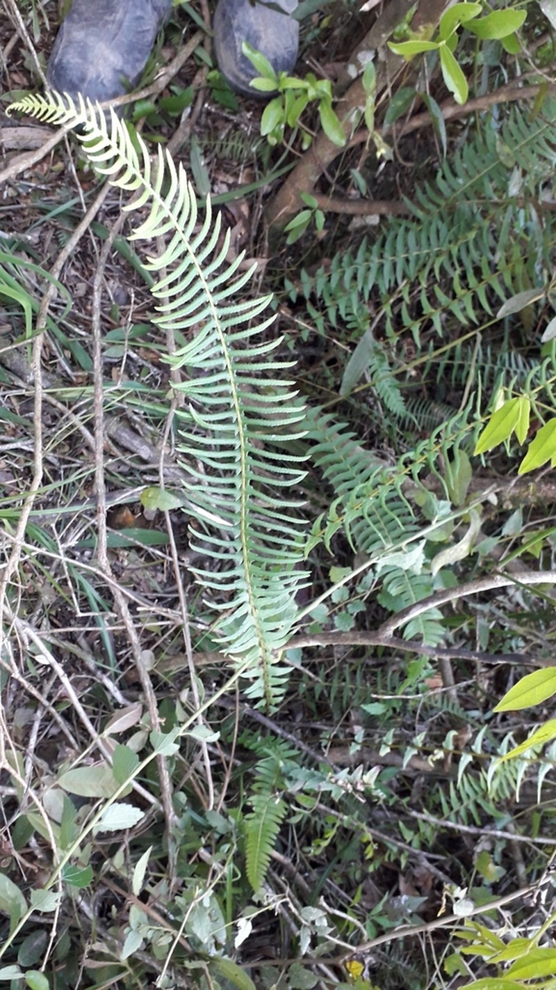Blechnum auriculatum photo 2