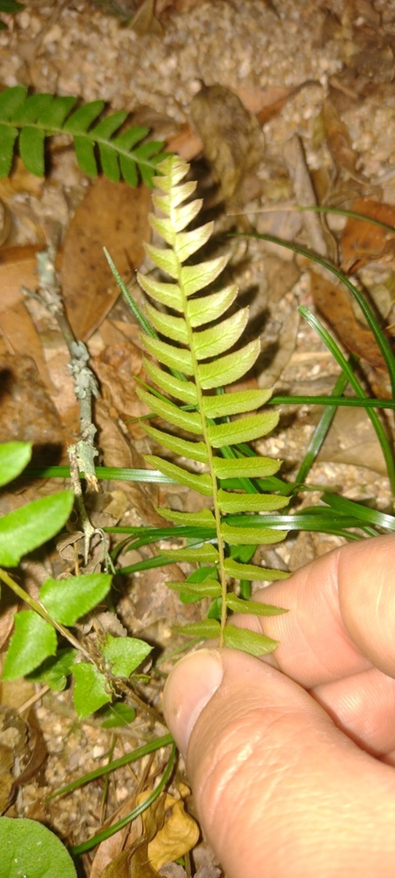 Blechnum auriculatum photo 3