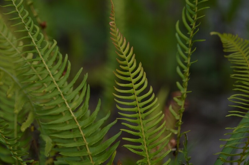Blechnum auriculatum photo 4